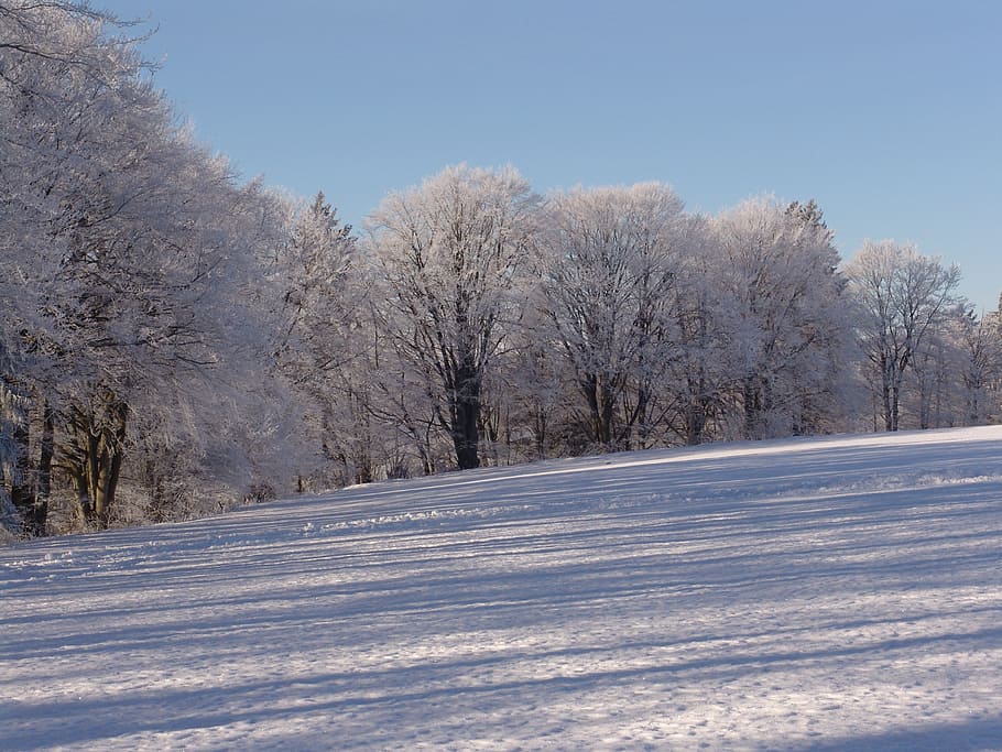 nature, away, tree, trees, snow, cold temperature, winter, landscape HD wallpaper