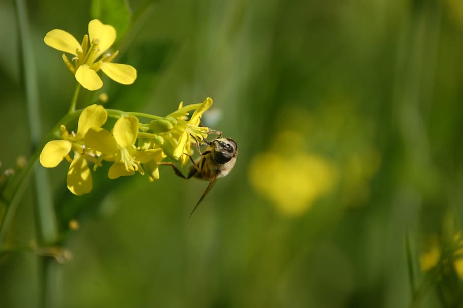 plant, flower, bee, bumblebee, flowering plant, animal themes HD wallpaper