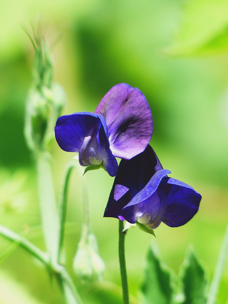 purple sweet pea flowers, vetch, flower meadow, blue, blossom