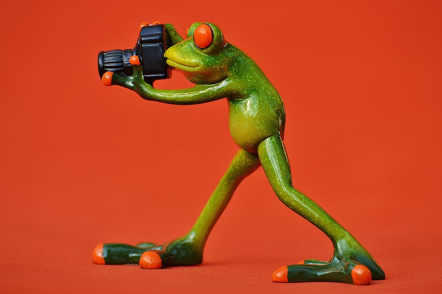 photographer, frog, funny, green, animal, animal world, camera HD wallpaper