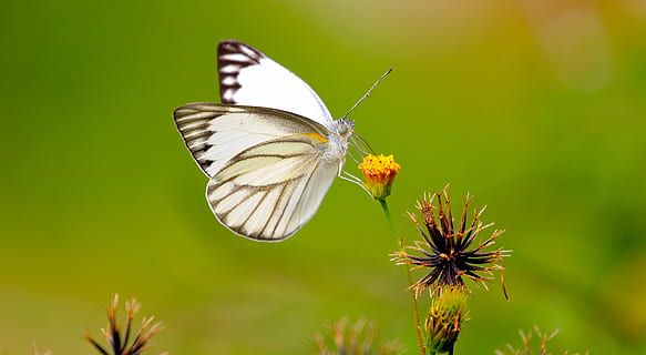 white and black butterfly perched on yellow petaled flower selective focus photography HD wallpaper