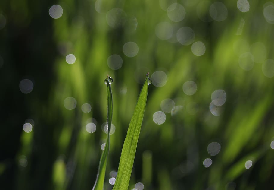 grass, dew, green, drops, bokeh, water, wet, supplies, nature HD wallpaper