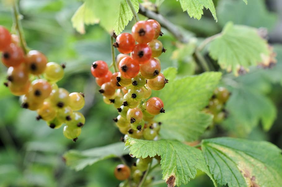 currants, shrubs, berries, nature, fruit, red, plant, food and drink HD wallpaper