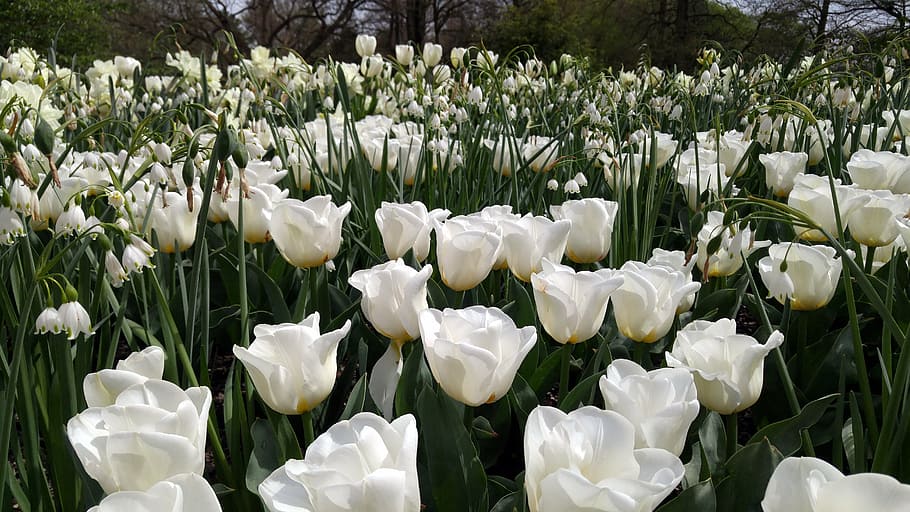 flowers, tulips, gardens, spring, floral, blossom, white, nature HD wallpaper