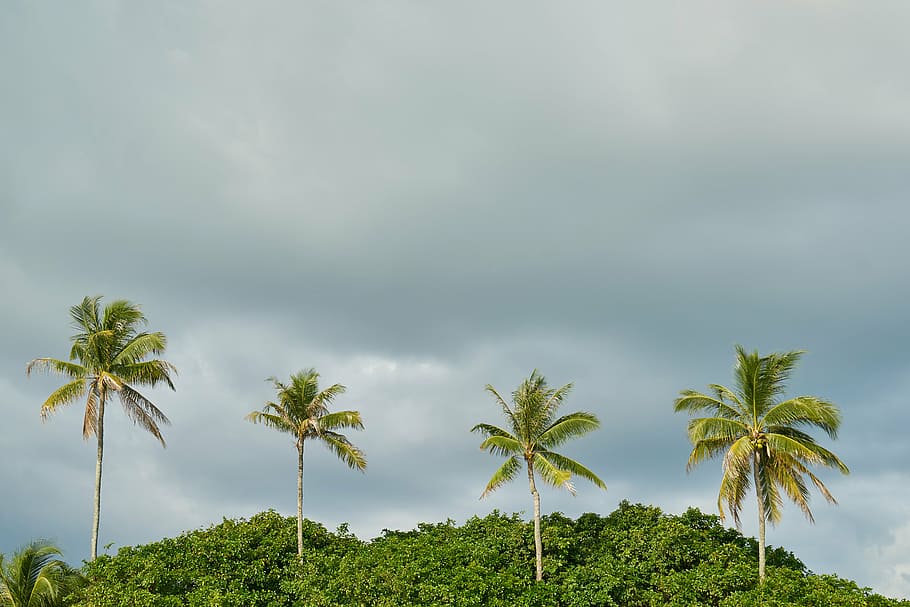 four green coconut palm trees, beach, marine, nature, peace, landscape, HD wallpaper