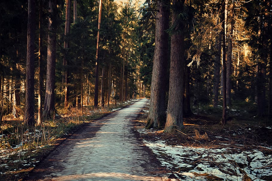 away, winter, forest, trees, plant, direction, the way forward HD wallpaper