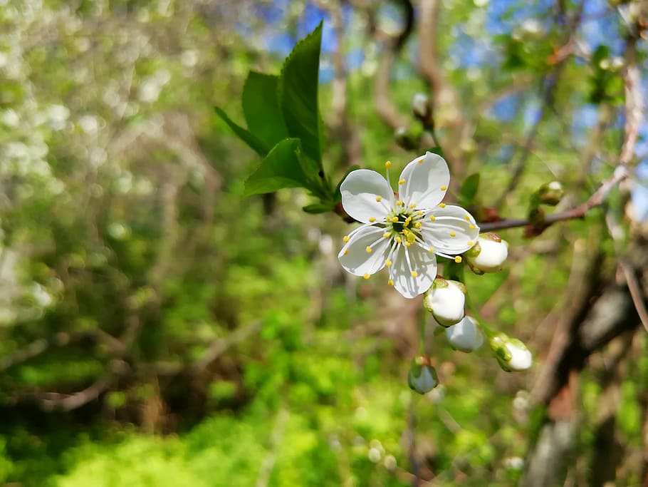 cherry, flowers, garden, spring, white petals, may, cherry blossoms HD wallpaper