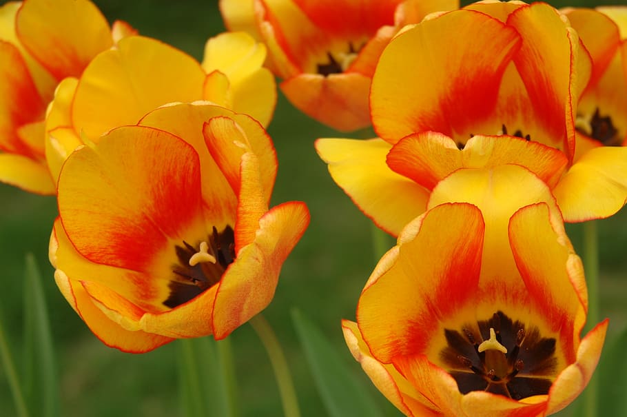 tulip, yellow, garden, spring, nature, plant, flower, close-up HD wallpaper