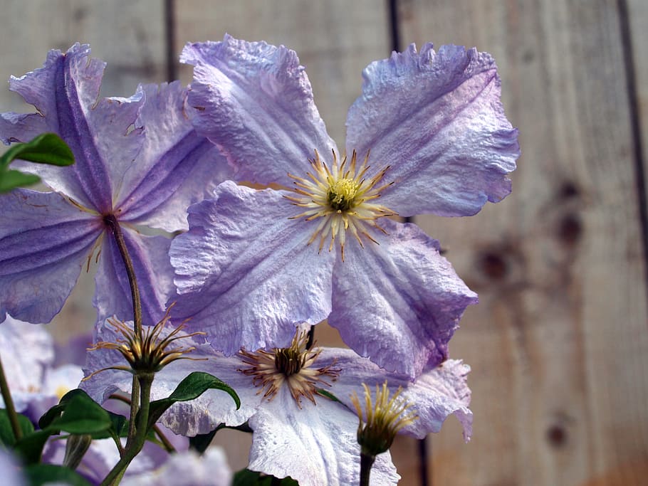 flower, clematis, bloom, flowering plant, fragility, vulnerability HD wallpaper