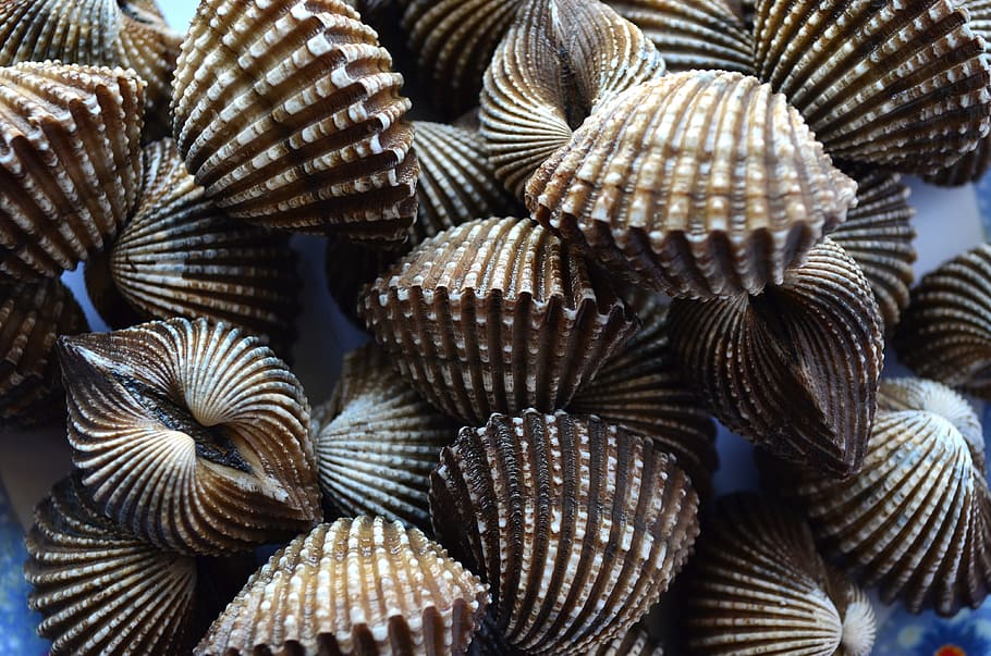 brown clamshells, scallops, mollusk, marine, seafood, pile, ocean, HD wallpaper