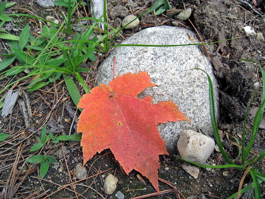 leaf, autumn, rock, granite, fall, plant part, nature, no people HD wallpaper