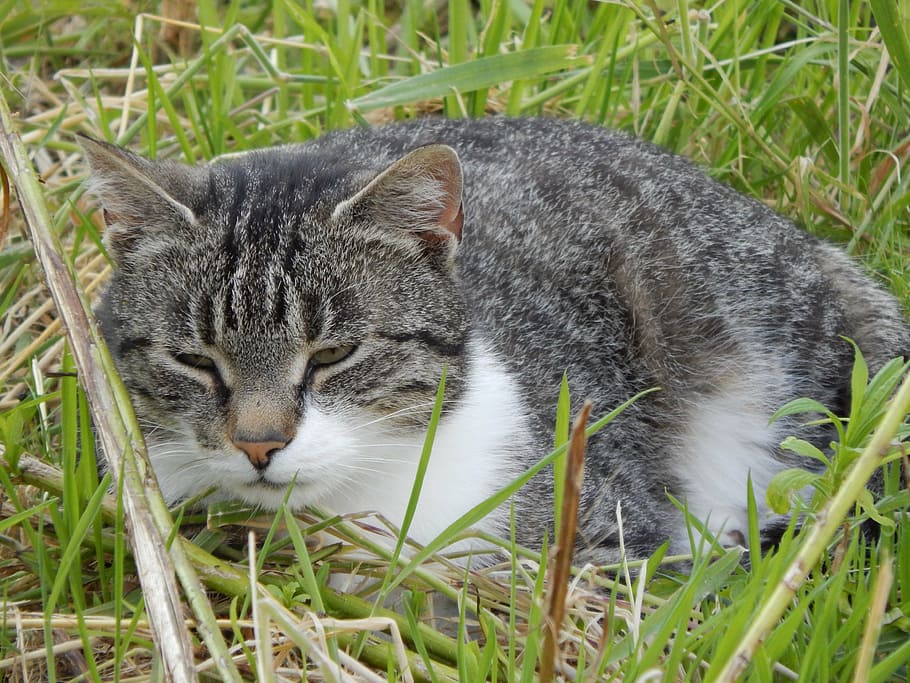 cat, rest, animals, animal themes, feline, one animal, mammal HD wallpaper
