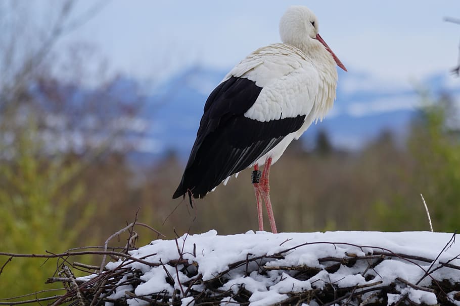 stork, white stork, eastern, bird, winter, snow, horst, animals HD wallpaper