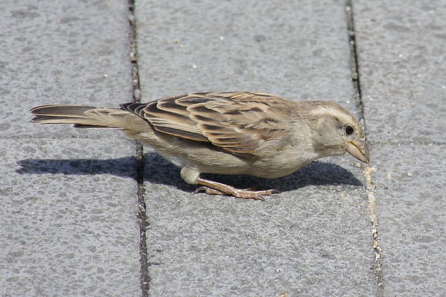 bird, sparrow, macro, vertebrate, one animal, animal wildlife HD wallpaper