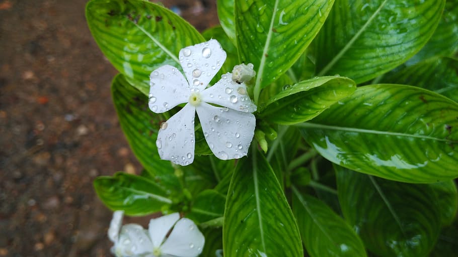 fresh, flower, rain, leaf, plant part, growth, drop, green color HD wallpaper