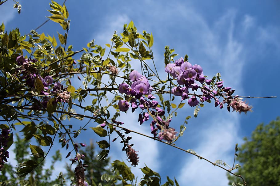 the sky, flower, plant, flowering plant, growth, tree, beauty in nature HD wallpaper
