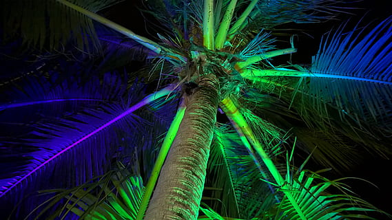 palm, light effect, beach, night, flash, green color, palm tree HD wallpaper