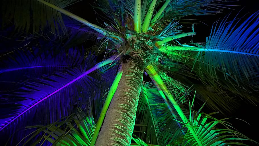 palm, light effect, beach, night, flash, green color, palm tree HD wallpaper