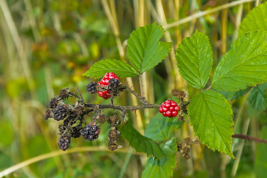 blackberries, berry, leaf, thorns, harvest, bush, grasses, autumn HD wallpaper