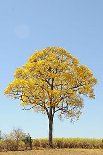 tree, yellow, spring, farm, beautiful, ipê, landscape, plant HD wallpaper