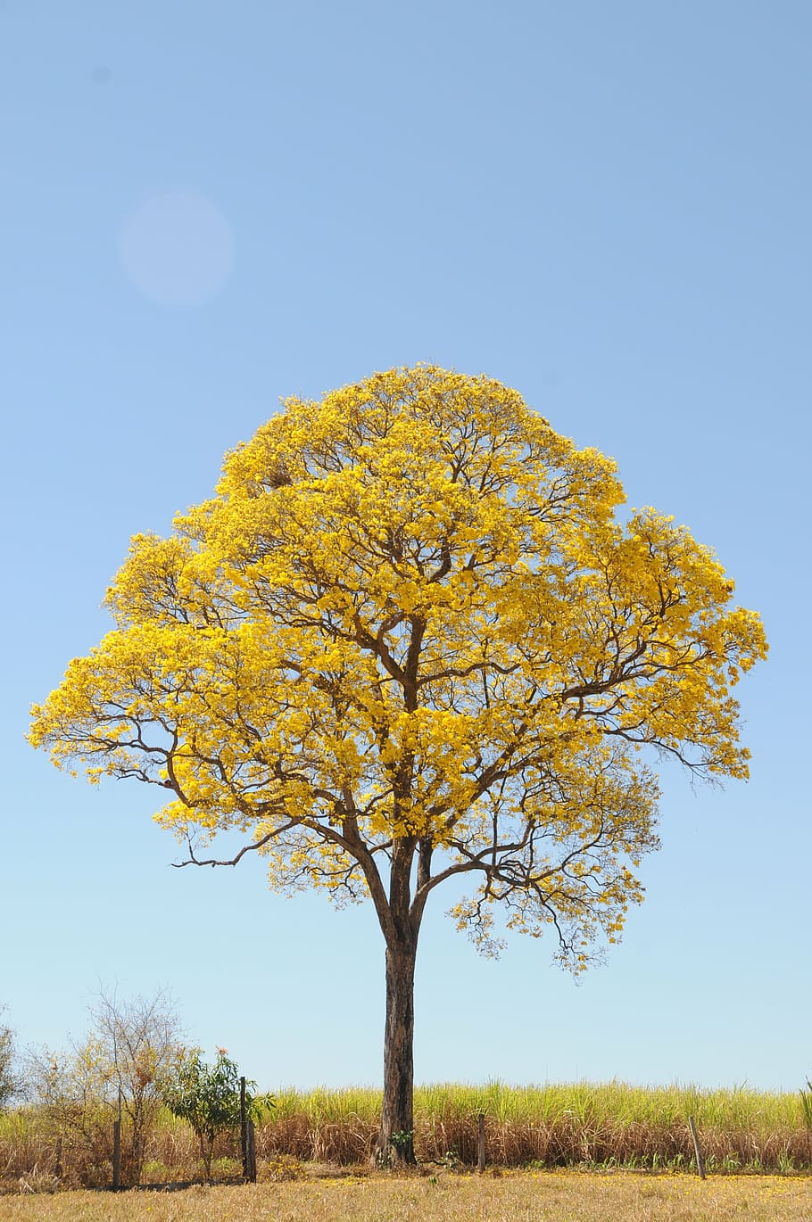 tree, yellow, spring, farm, beautiful, ipê, landscape, plant HD wallpaper