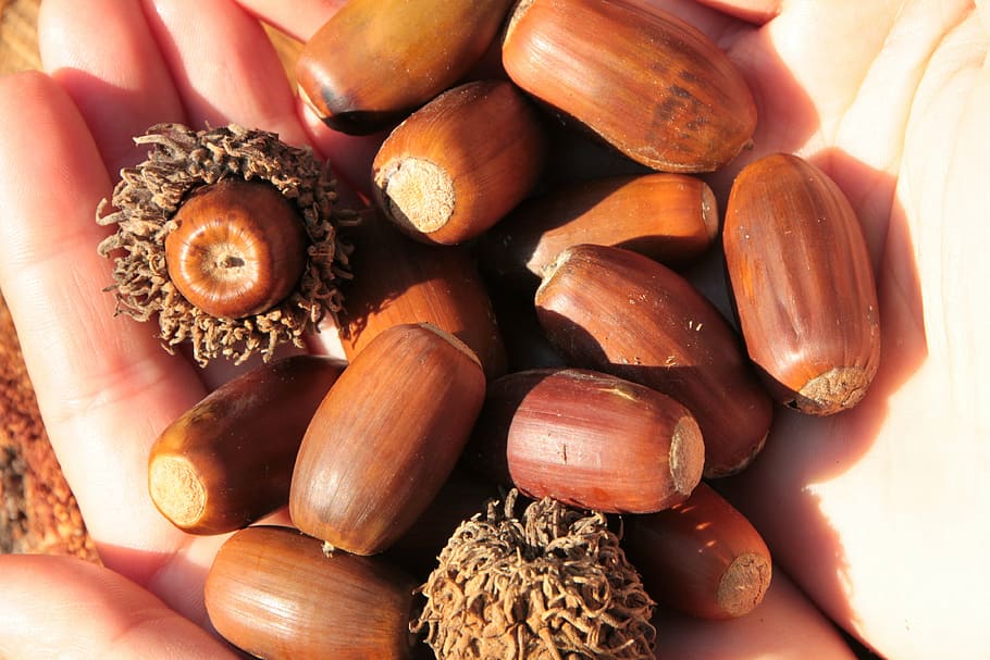 acorns, fall, nut, oak, trees, woods, nature, food and drink HD wallpaper