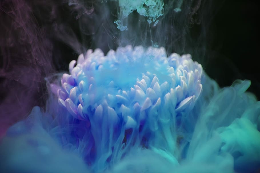 white flower surrounded with blue and green smoke digital wallpaper HD wallpaper