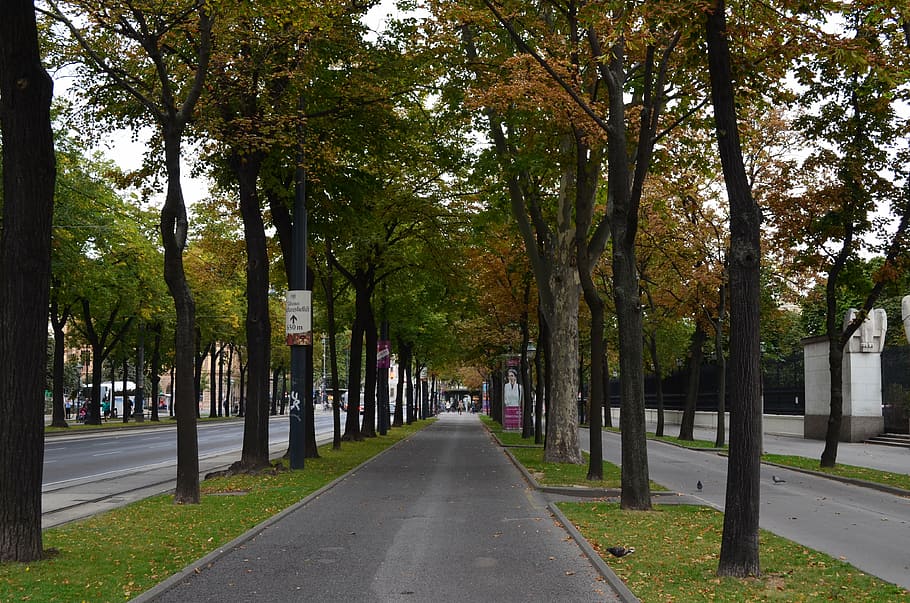 forest, road, natural, tree, street, plant, the way forward HD wallpaper