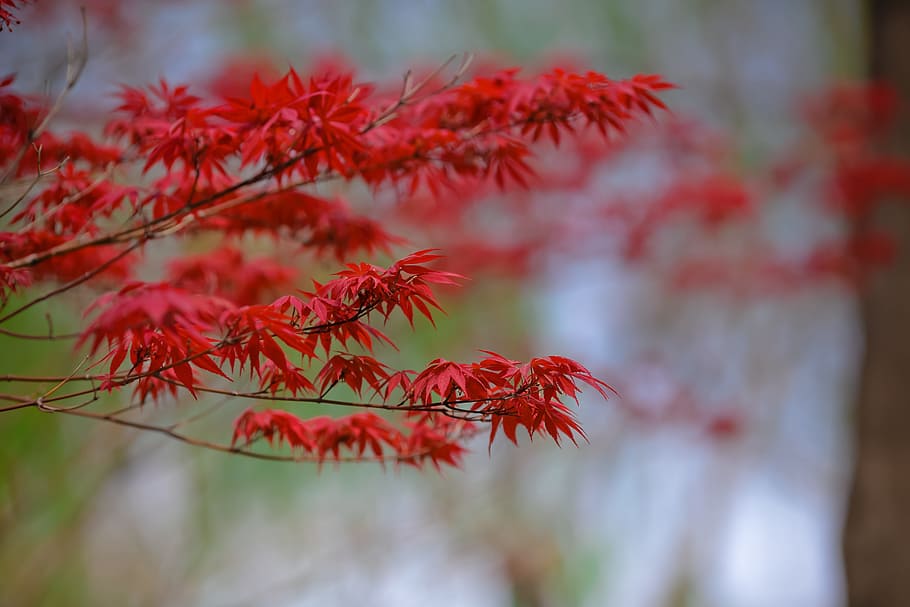 maple, autumn, red, plant, beauty in nature, focus on foreground HD wallpaper