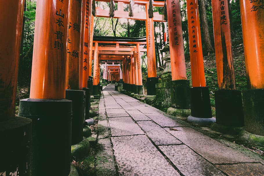 Torii Gate pathway beside trees at daytime, red concrete shirene HD wallpaper