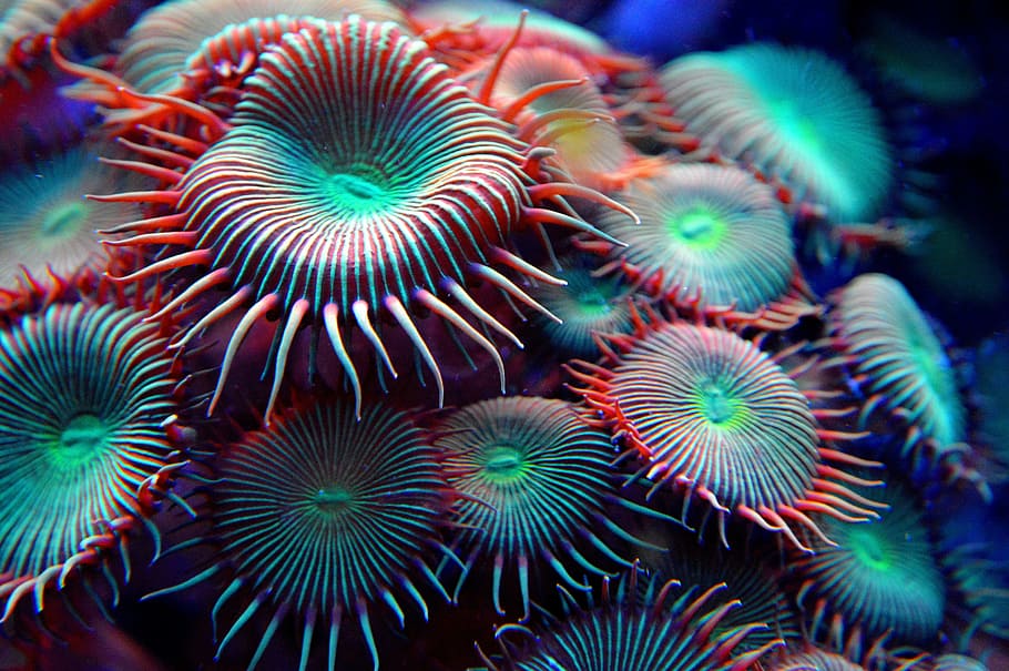 micro photography of red and green organisms, anemone, coral