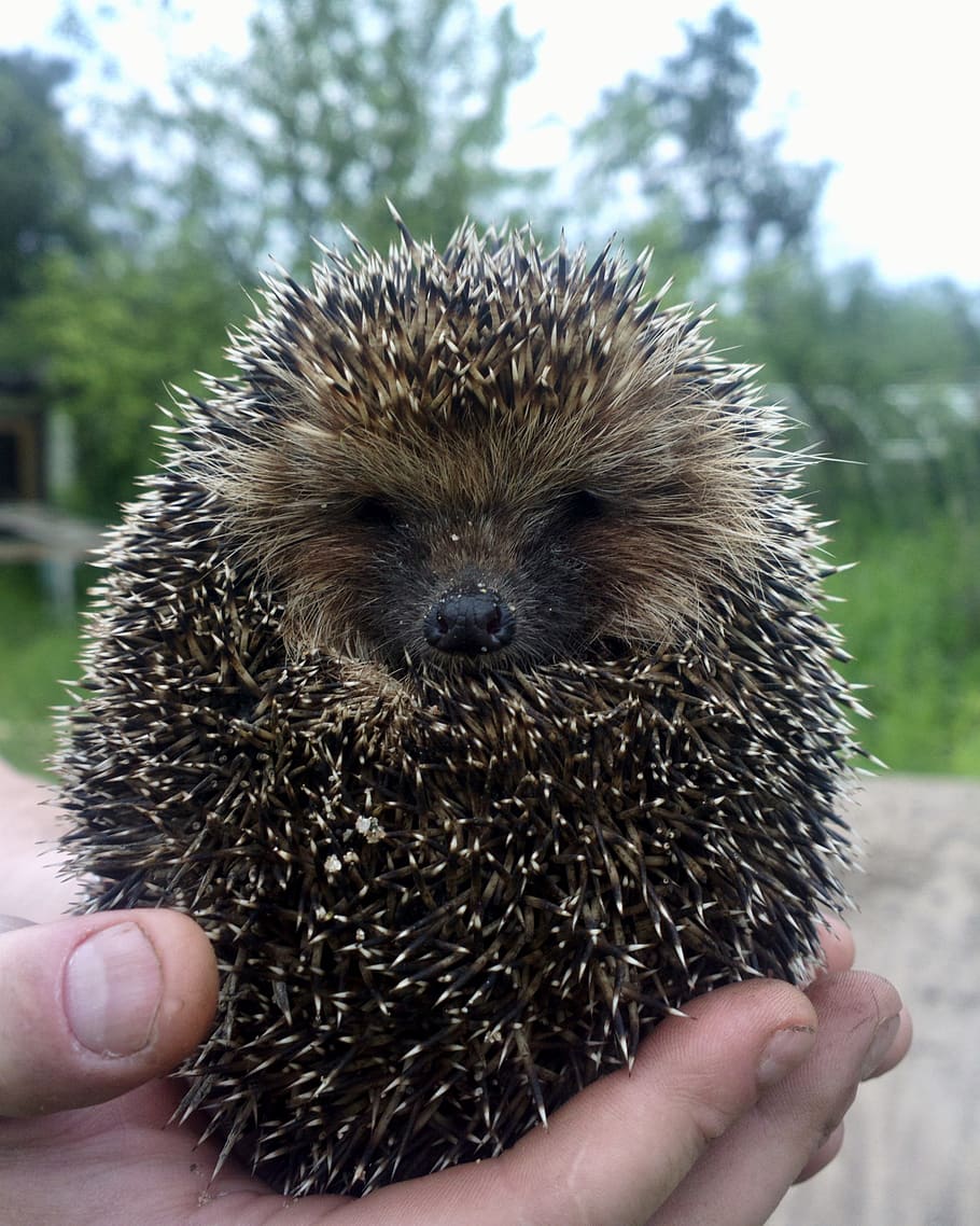 hedgehog, hand, closeup, summer, human hand, one person, one animal HD wallpaper