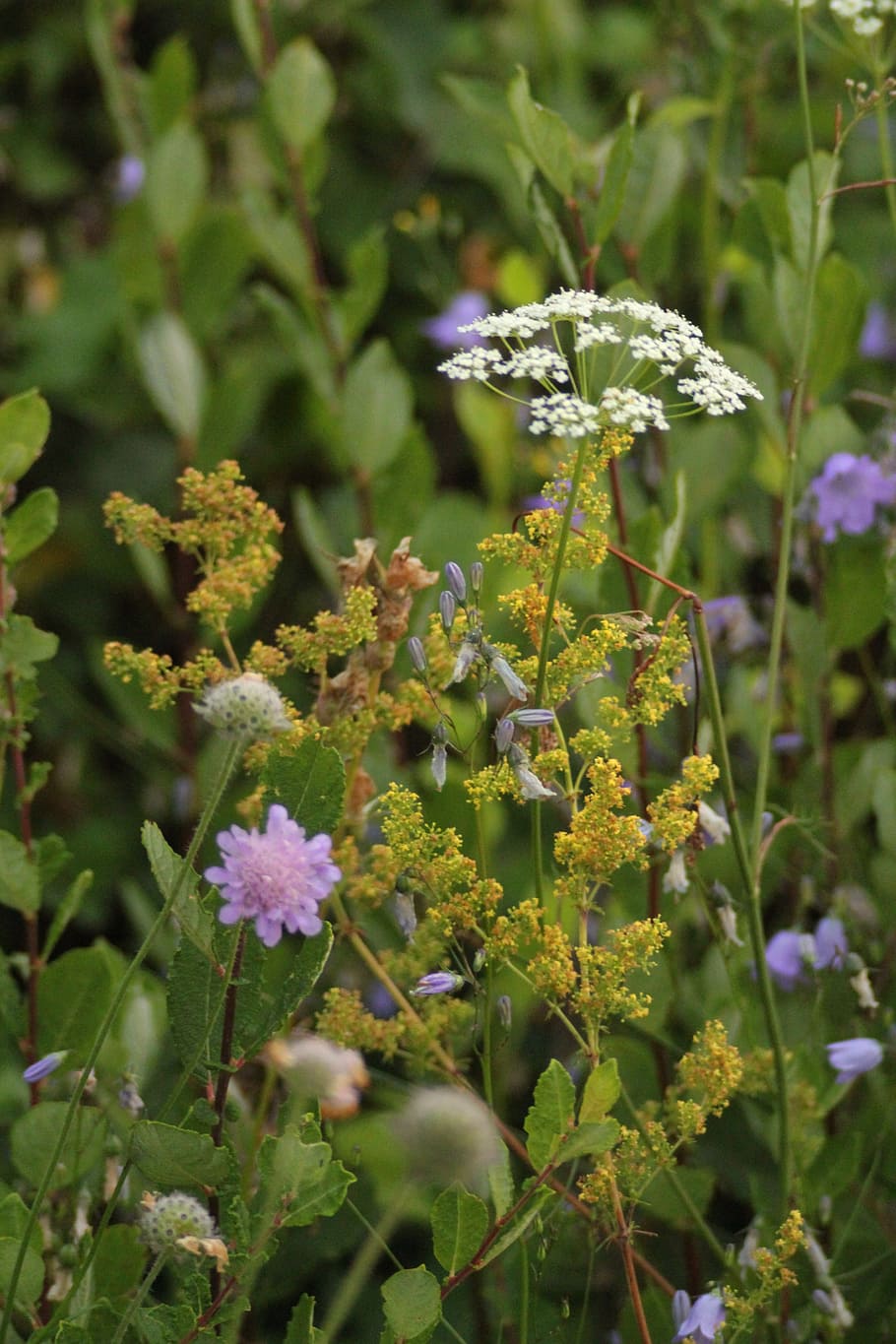 What Do We Call Plant Growth In Response To Light