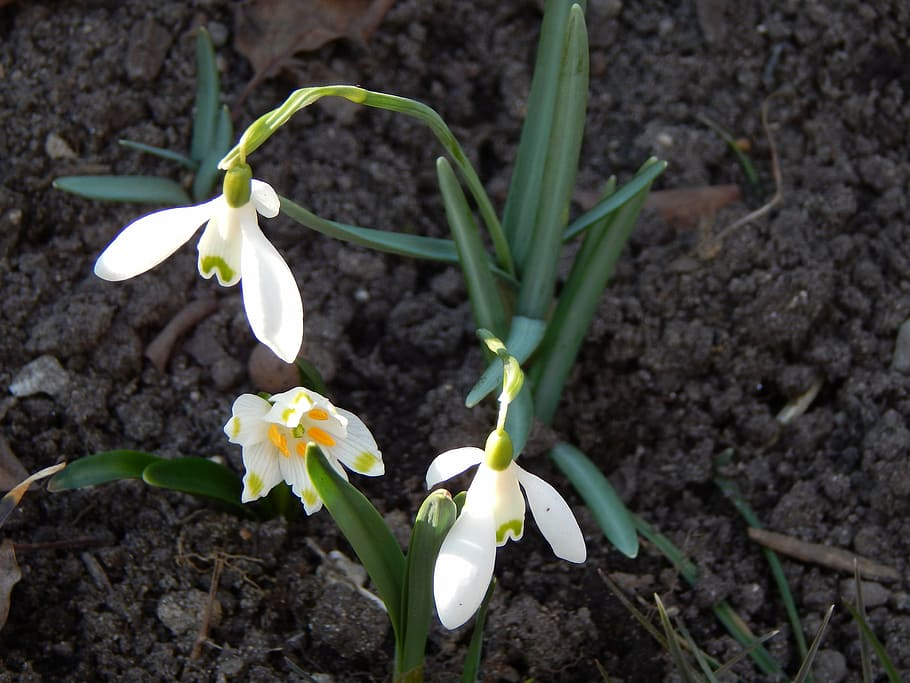 flowers, spring, green, white, ground, sun, flowering plant HD wallpaper