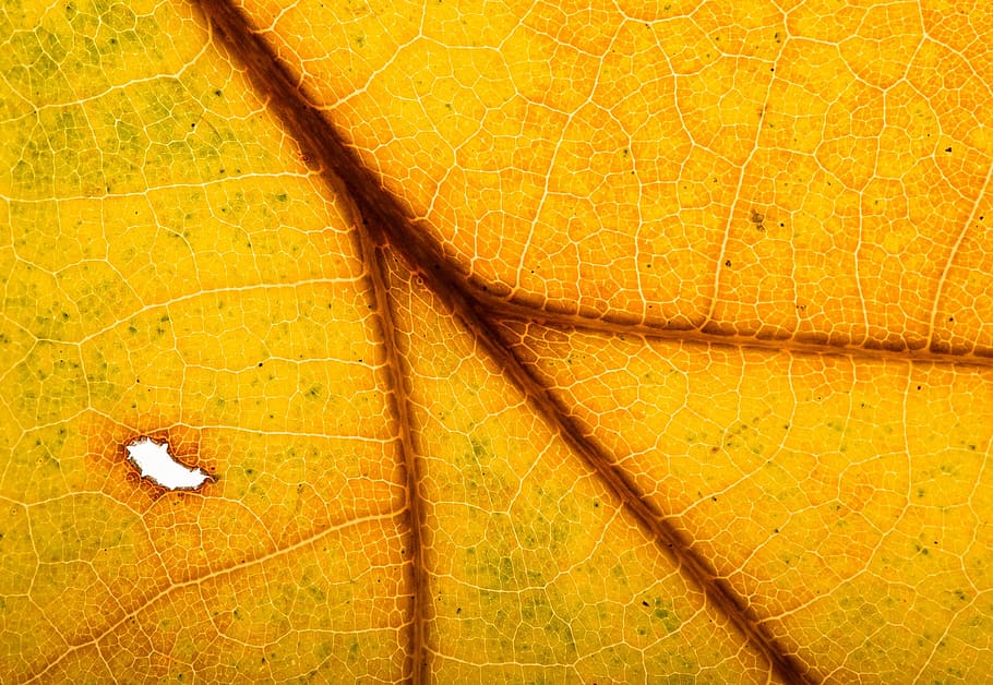 Leaves, Leaf, Fall, Fall Foliage, Back Light, nature, macro HD wallpaper