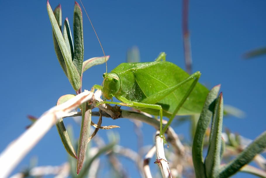 Grasshopper, Leaf, Insects, green color, blue, close-up, plant HD wallpaper