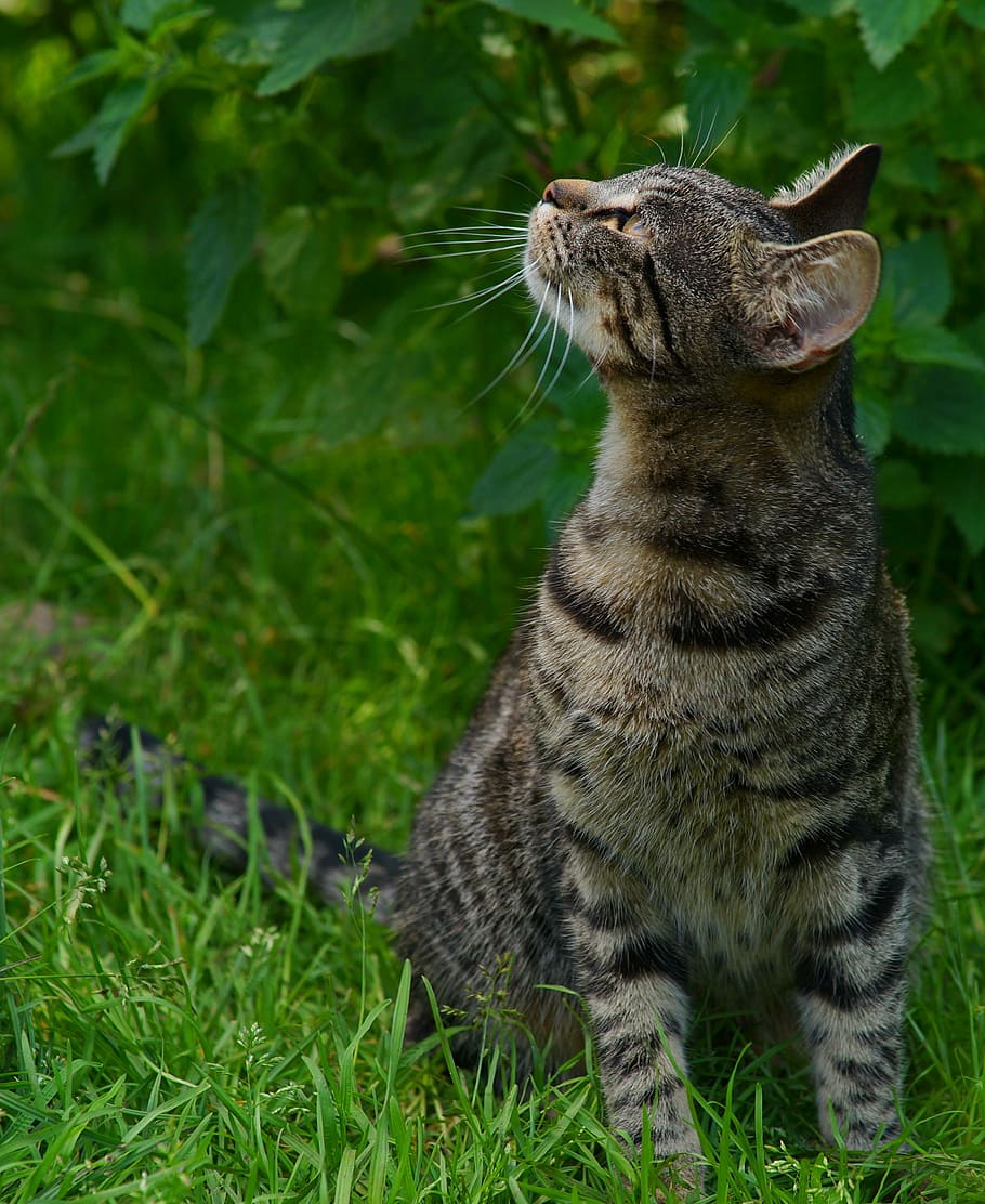 brown tabby cat looking up during daytime, young animal, adidas, HD wallpaper