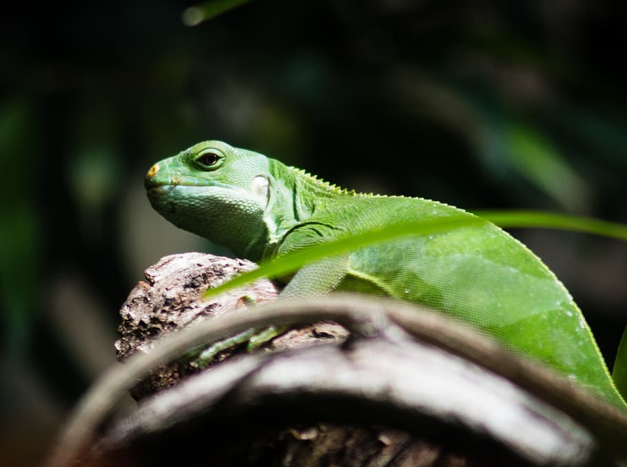 lizard, zoo, animal, animal themes, one animal, reptile, animal wildlife HD wallpaper