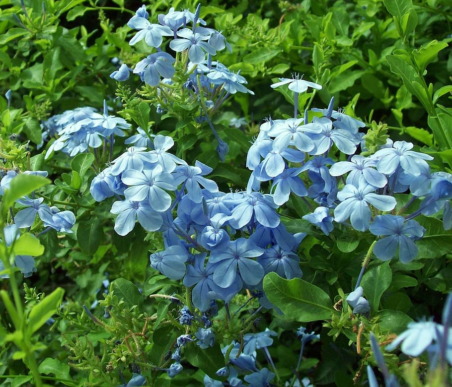 flower, nature, flora, spring, blue, outdoor, ireland, summer flowers HD wallpaper