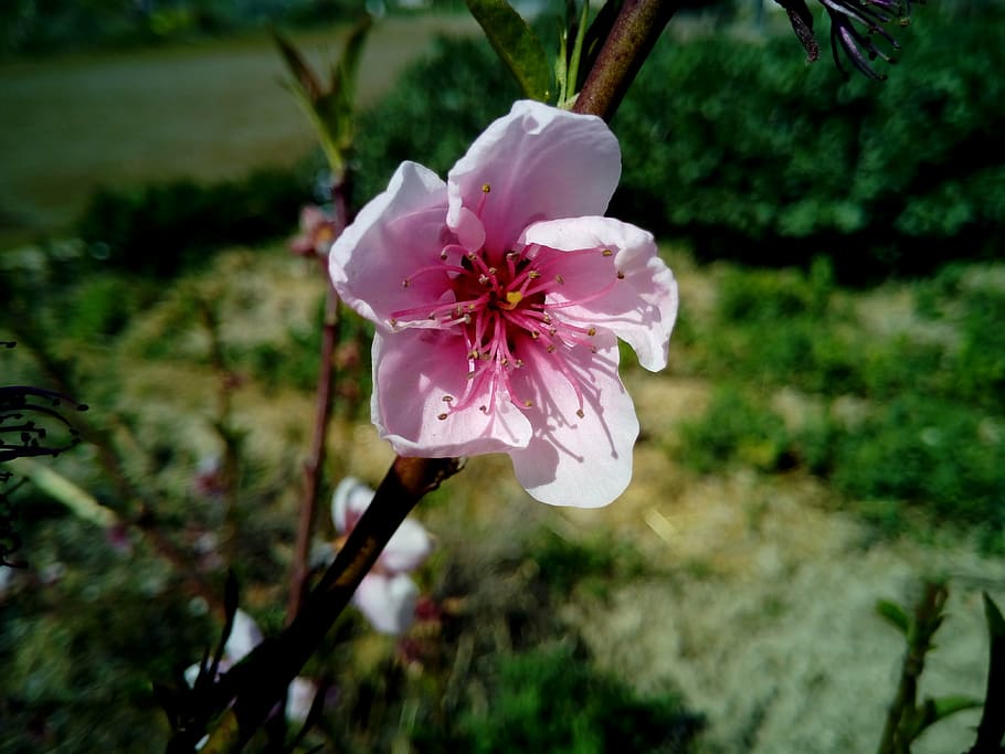 flower, almond tree, spring, almond flower, almond branch in bloom HD wallpaper