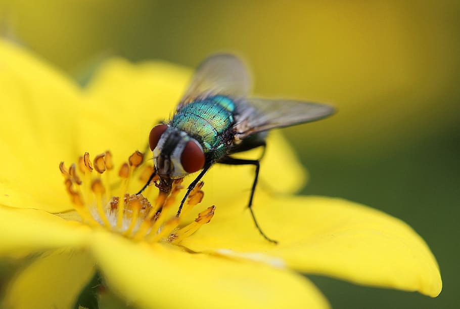 fly, insect, brachycera, diptera, animal, animals, invertebrate HD wallpaper