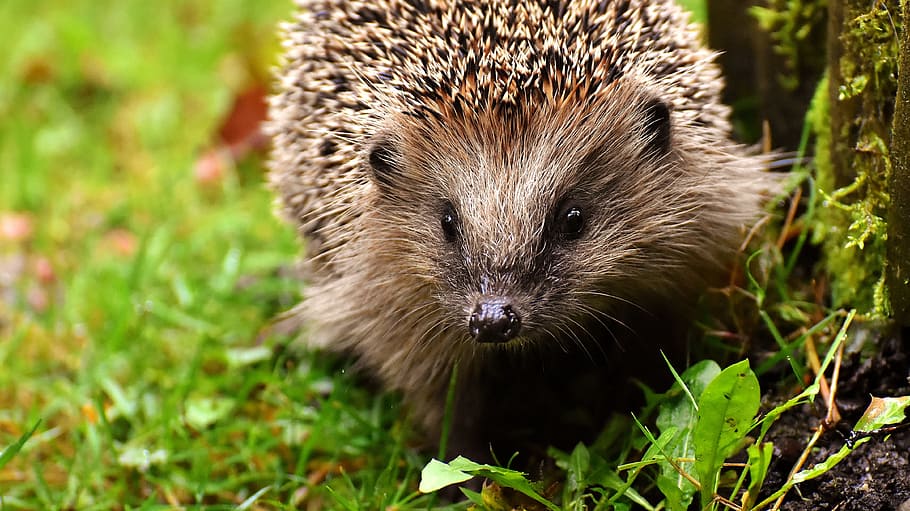 brown hedgehog on fress, hedgehog child, young hedgehog, animal, HD wallpaper