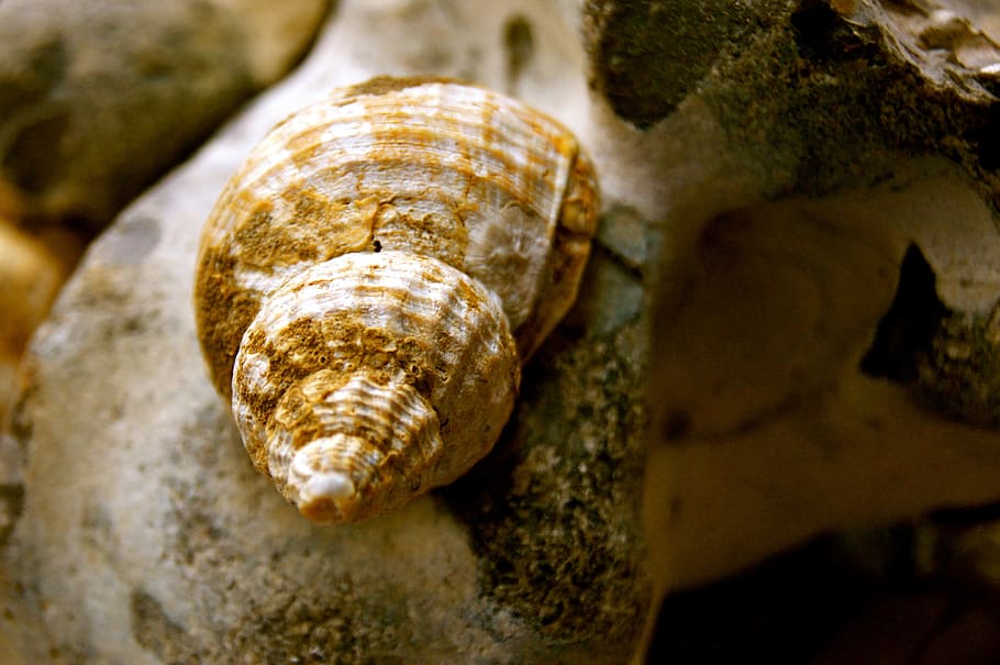 Shell, Snail, Beach, Sea, Fund, Stone, holiday, memory, pattern HD wallpaper