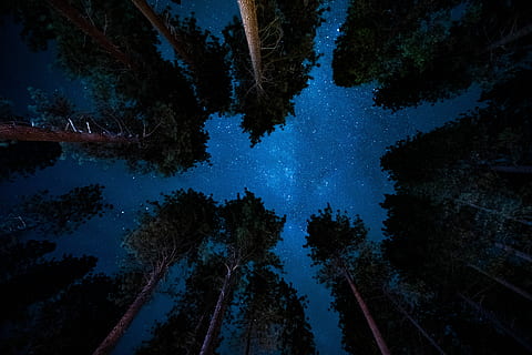 low angle photography of trees, ground photo of green forest trees during night HD wallpaper