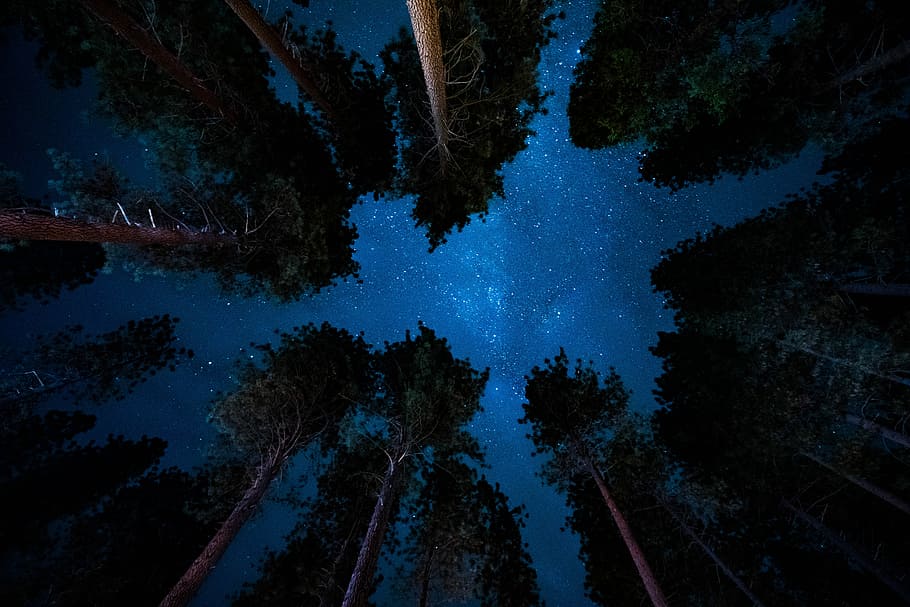 low angle photography of trees, ground photo of green forest trees during night HD wallpaper