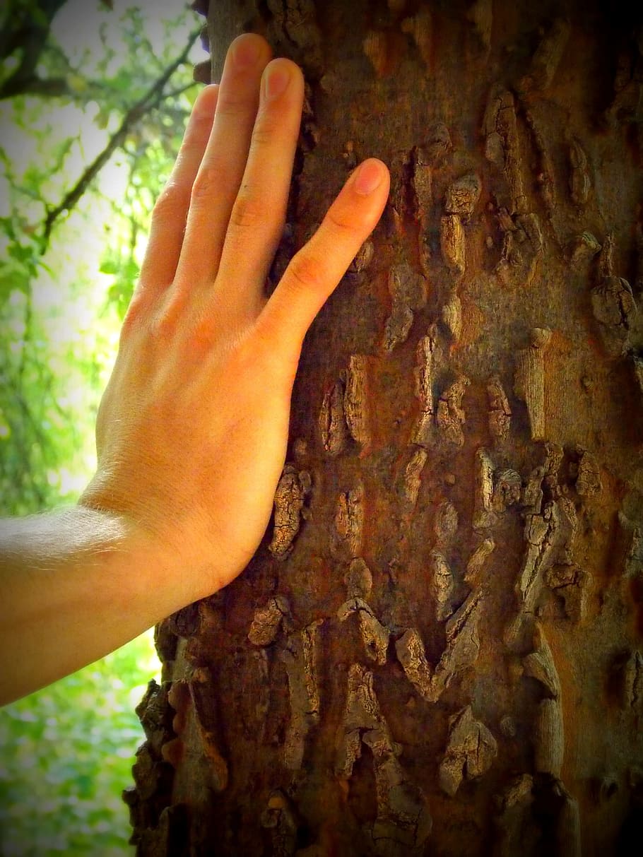 person palm on tree, Environmentalism, Ecology, hand, nature HD wallpaper