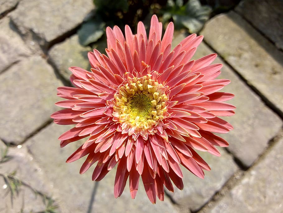 flower, flora, nature, summer, garden, flowering plant, freshness HD wallpaper