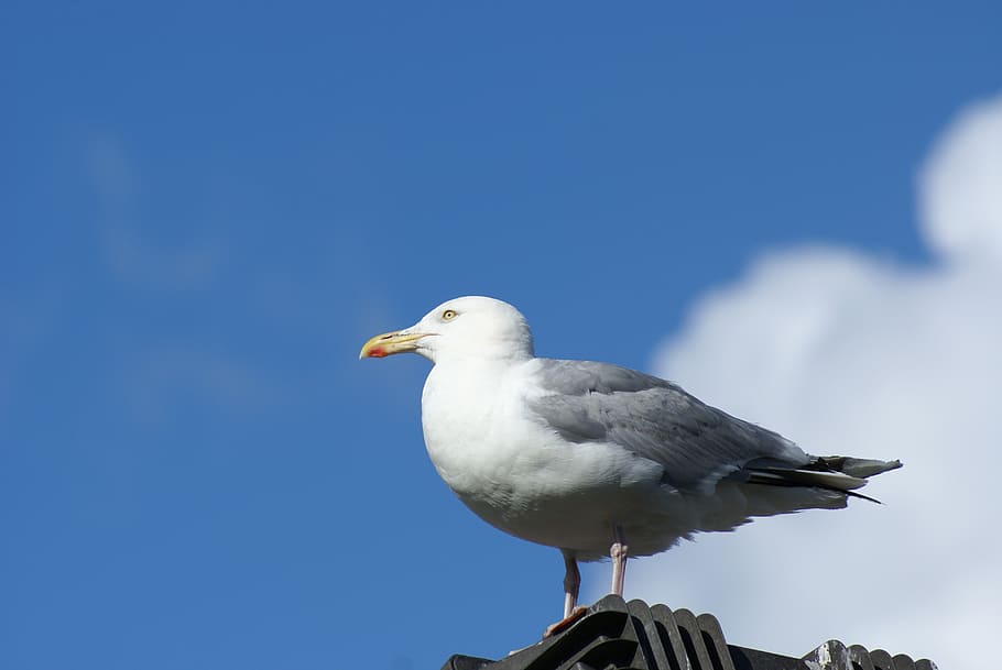 seagull, sky, bird, animal, animal themes, animal wildlife HD wallpaper