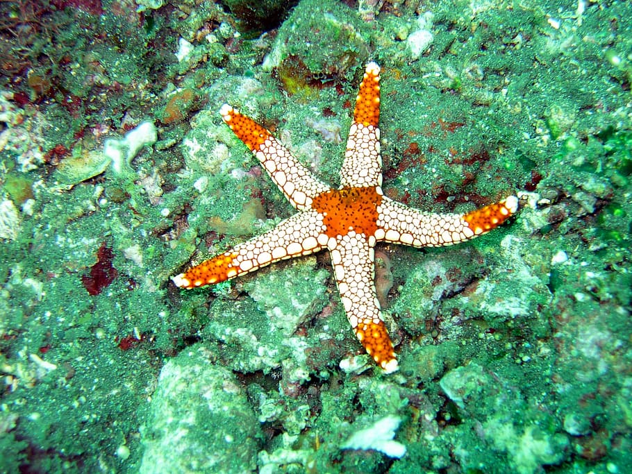 white and orange starfish on stone, ocean, sea, underwater, maldives, HD wallpaper