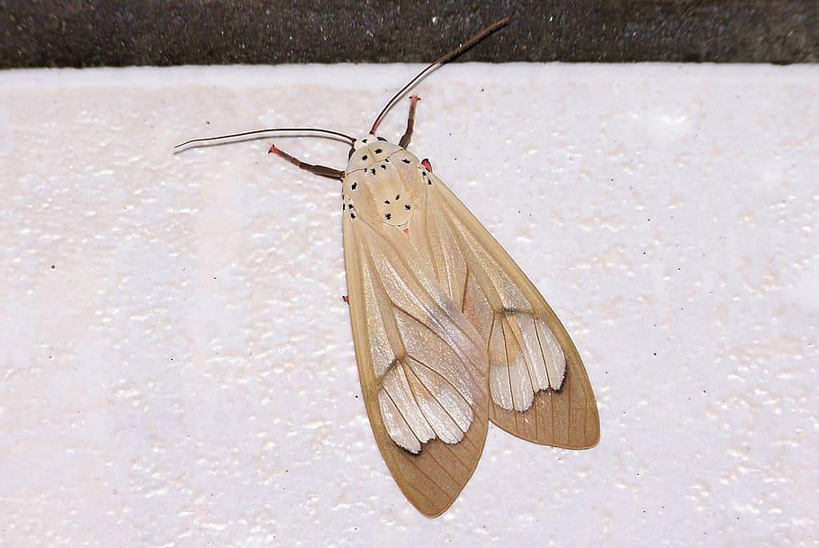 moth, beige, insect, nature, animal, butterfly - Insect, invertebrate HD wallpaper